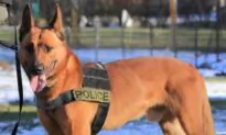 Massachusetts Police Pay Tribute to K-9 Killed In The Line Of Duty