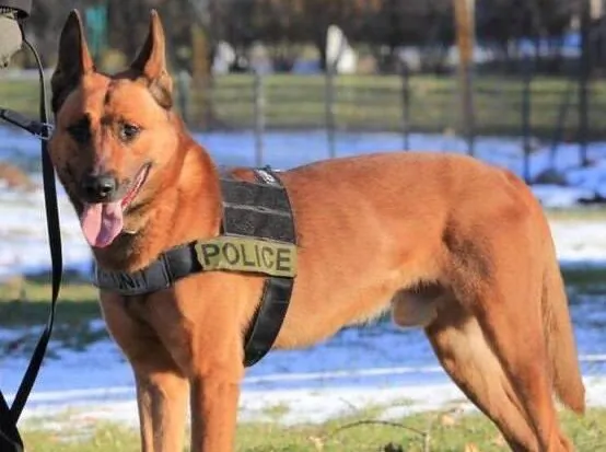 K-9 Kitt. (Braintree Police Department)
