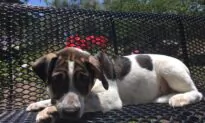 Puppies Abandoned in Texas Desert Seek Homes