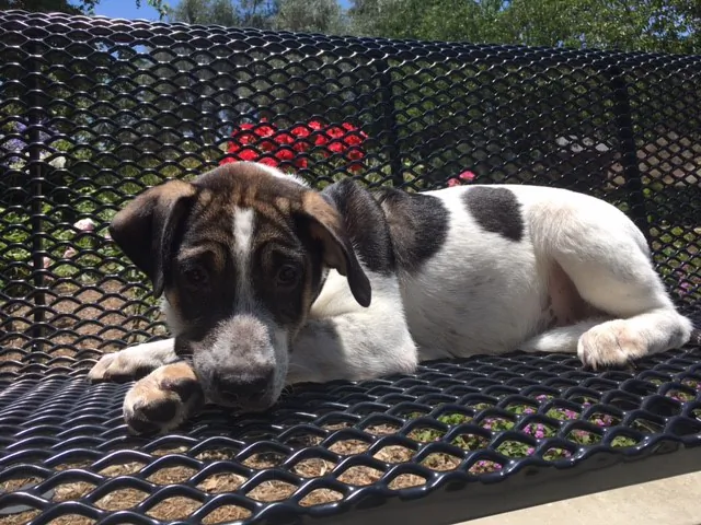 Pisces the puppy is up for adoption in Mission Viejo, Calif., after being discovered abandoned in a Texas desert. (Courtesy of the Mission Viejo Animal Services Center)