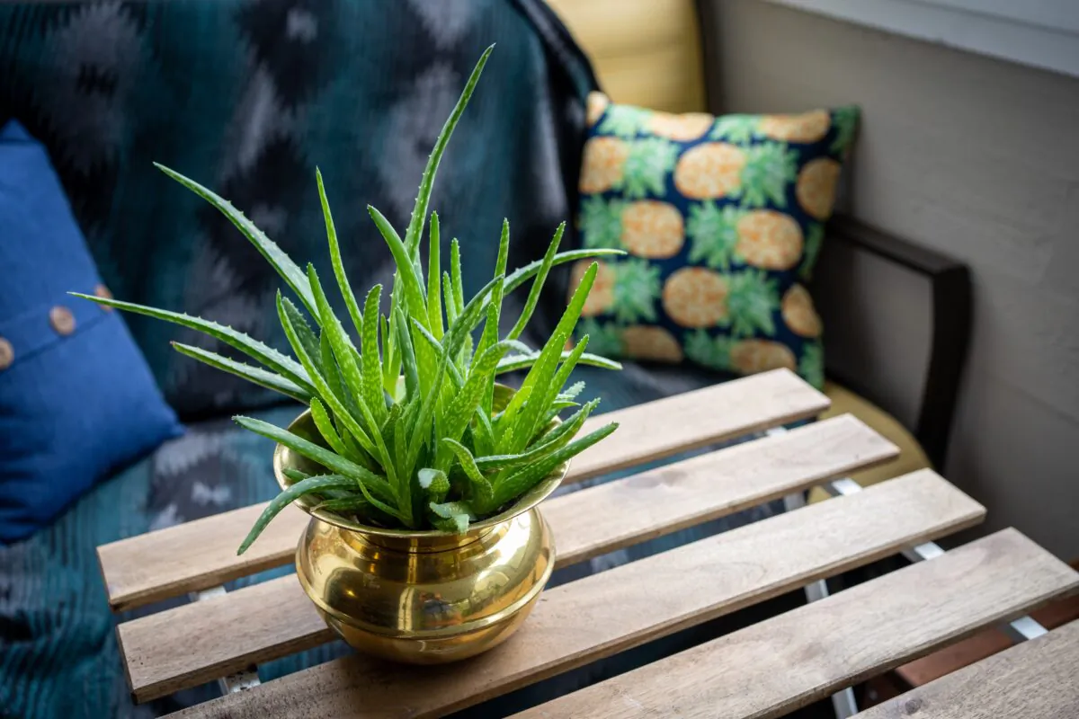 Aloe Vera is a very forgiving plant, requires little water, just plenty of sunlight and it has myriad uses both topical and ingested. Alexandra Tran/Unsplash)