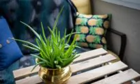 Best indoor plants for novice gardeners