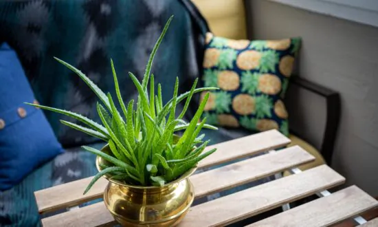 Best indoor plants for novice gardeners