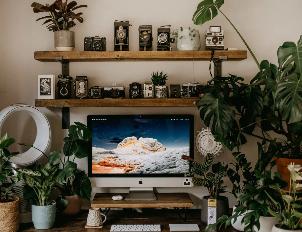 Incorporating plants in your life can add color, life and energy to your life. (Annie Spratt/Unsplash)