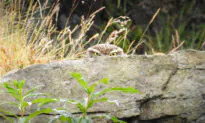 Photographer Has a Feeling He’s Being Watched—Then Snaps Owl Spying on Him From Behind Boulder