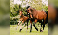 Mare Who Delivered Stillborn Baby Fosters Sickly Orphaned Foal as Her Own: ‘So Proud’