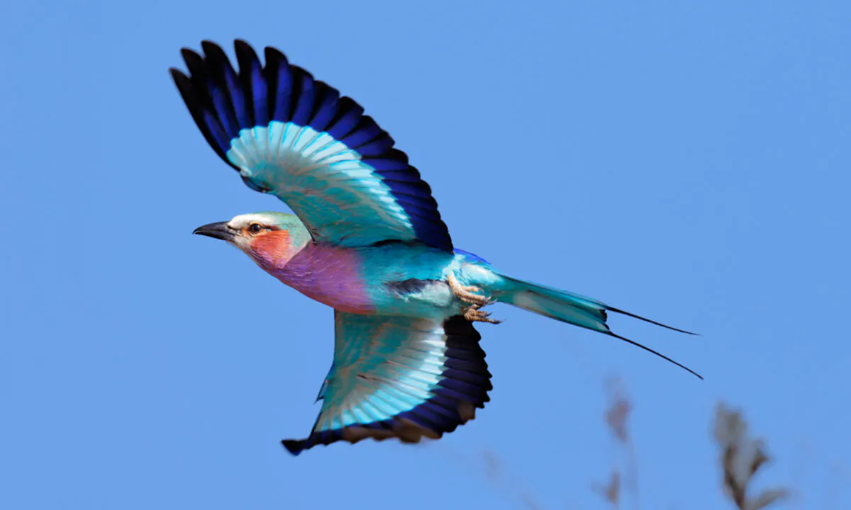 (Johan Swanepoel/Shutterstock)
