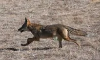Wildlife Corridor Project in Orange County Moves Forward