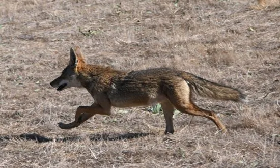 Wildlife Corridor Project in Orange County Moves Forward