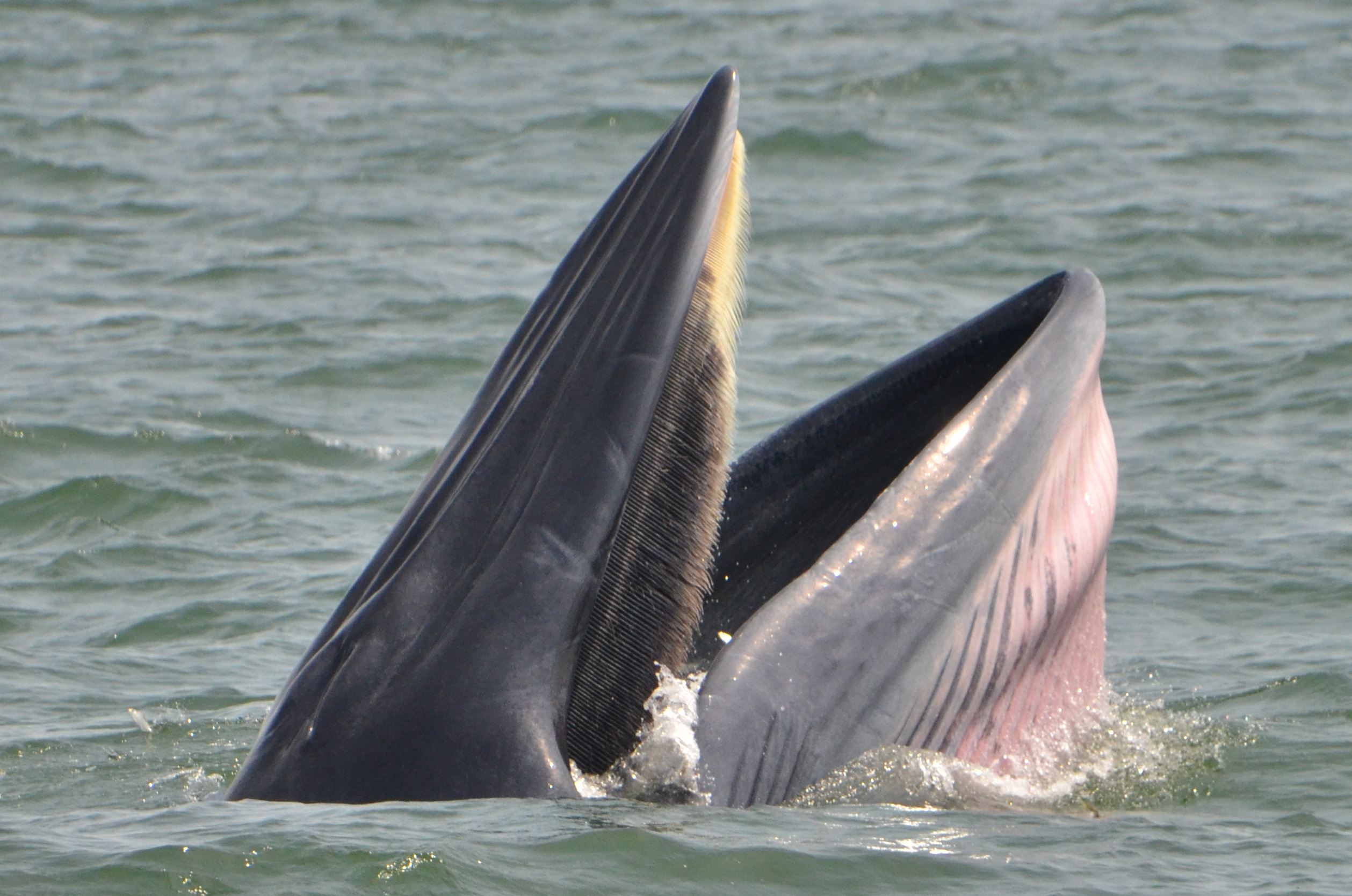 whale