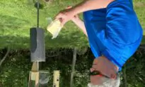 How to feed to help, not hurt, wild birds