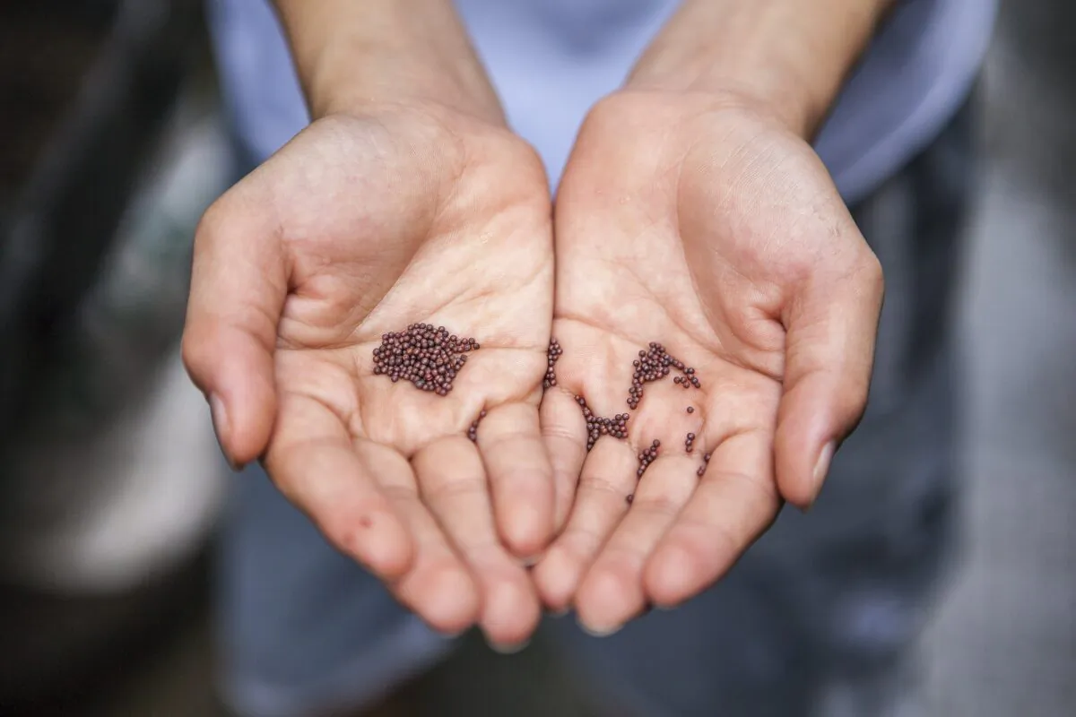 Seeds are the most basic requirement for any civilization to sustain development. (Joshua Lanzarini/Unsplash)