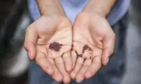 Is There Really a Seed Shortage?