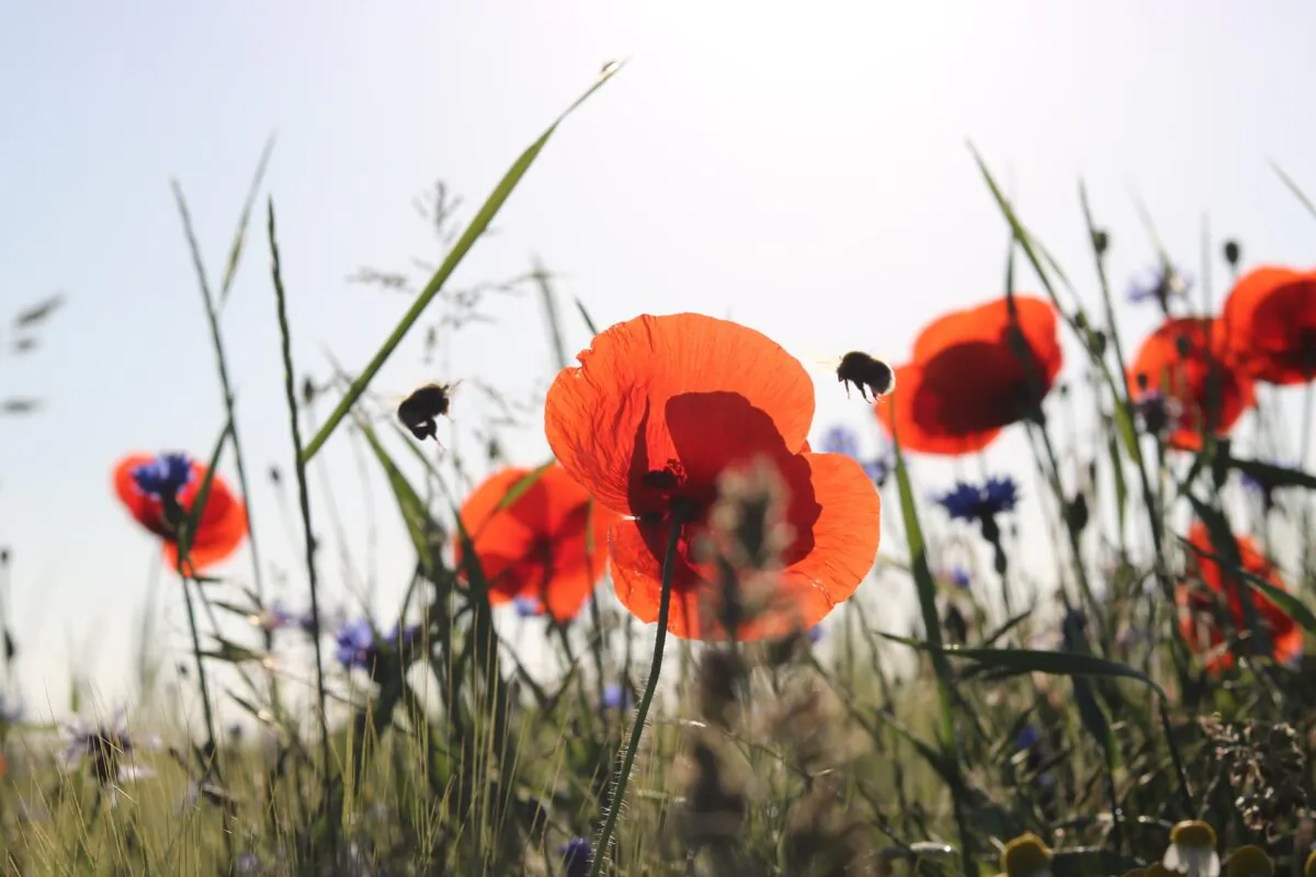 Bees dancing around poppies. (Laura Lauch/Unsplash)