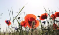 Transforming Flowers into Food – Animal Pollinators Populations Essential for Food Production and Much More