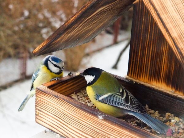 Epoch Times Photo