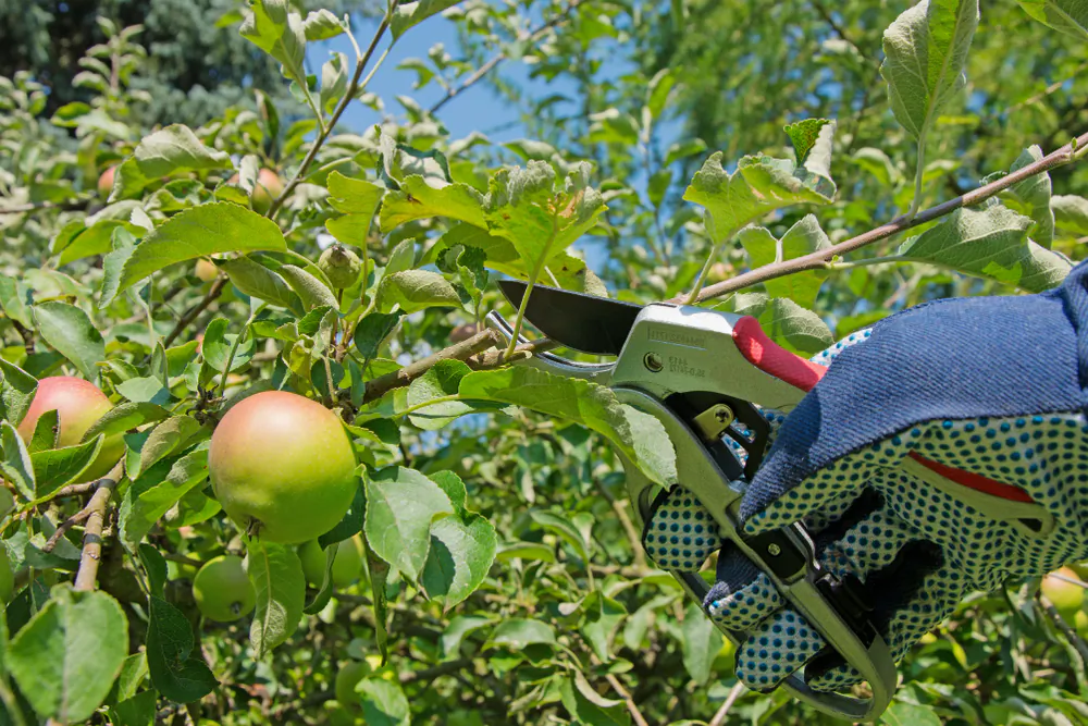 Thinning your fruit trees early can help stop them from going into alternate bearing. (M. Schuppich/Shutterstock)