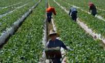 Senators Disagree on How to Solve US Farm Worker Shortage