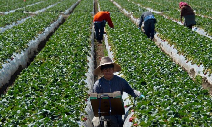 Migrant workers harvest strawberries at a farm near Oxnard, Calif., on March 13, 2013. (Joe Klamar/AFP via Getty Images)