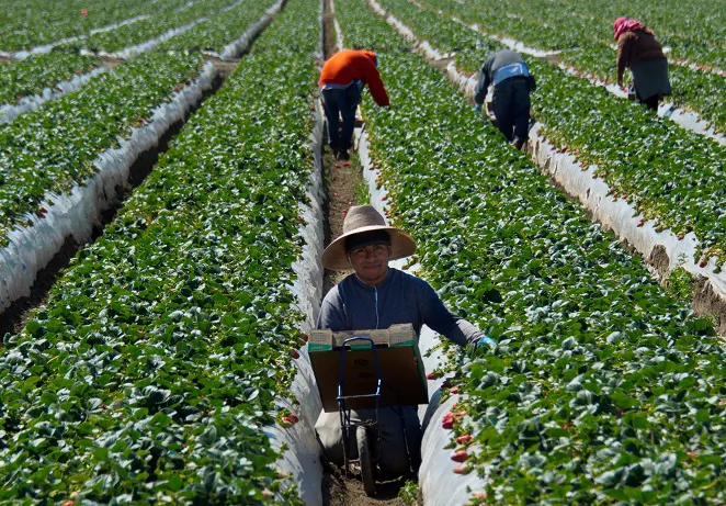 Migrant workers harvest strawberries at a farm near Oxnard, Calif. (Joe Klamar/AFP via Getty Images)