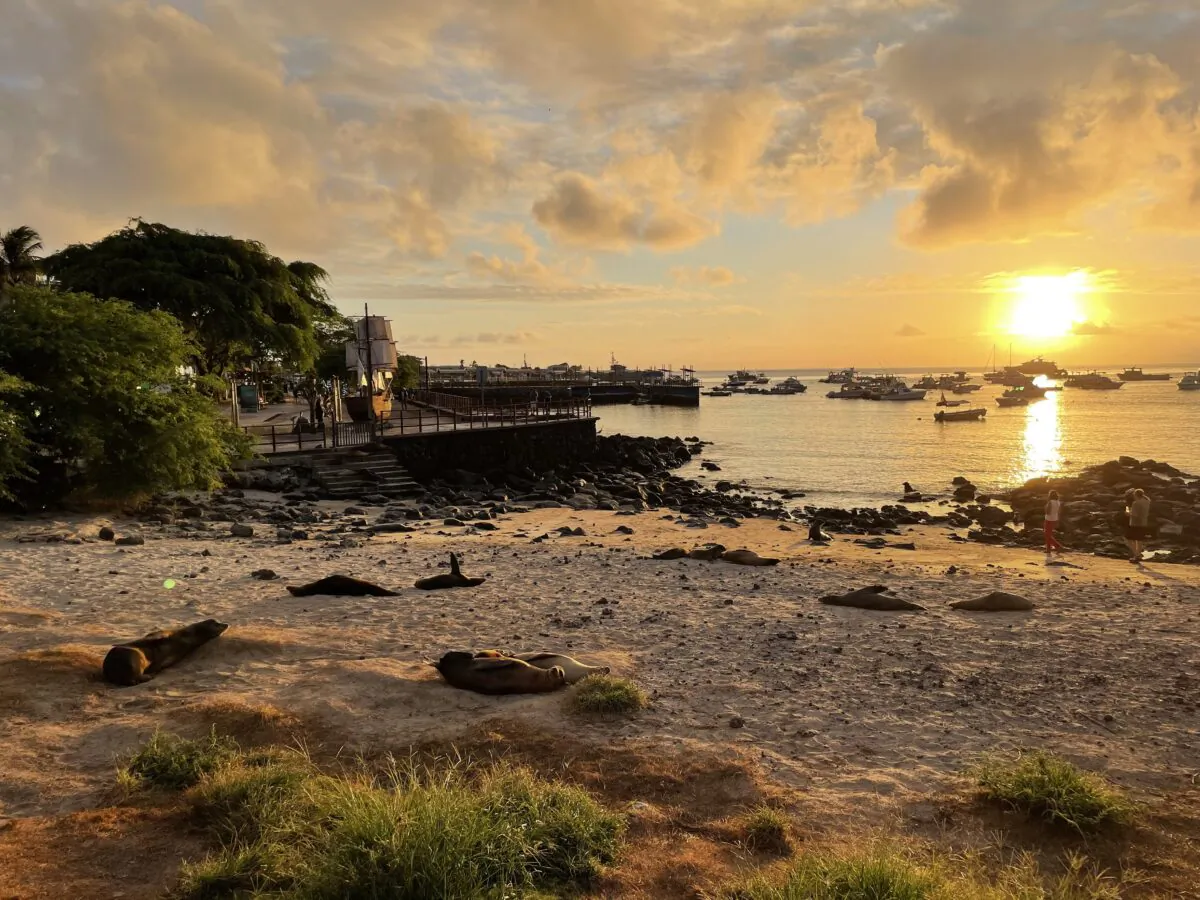 Sea lions lazing around Golden Bay Beach in Puerto Baquerizo Moreno. (Skye Sherman)