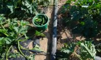 Watering methods for your indoor or outdoor gardens