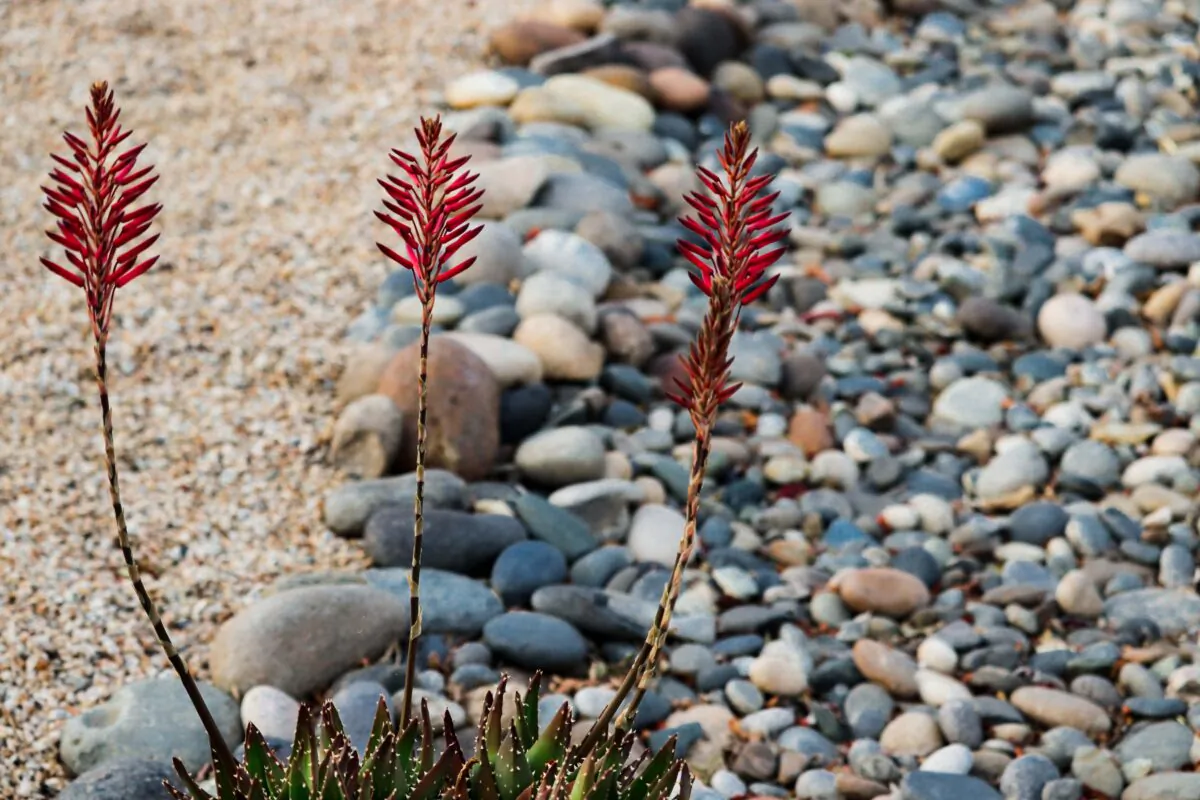  There are many options and plants you can use to add color to your
landscape. (Iztel Perez)