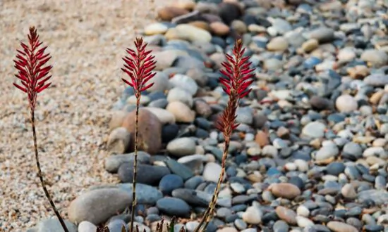 Xeriscaping—a more sustainable gardening solution
