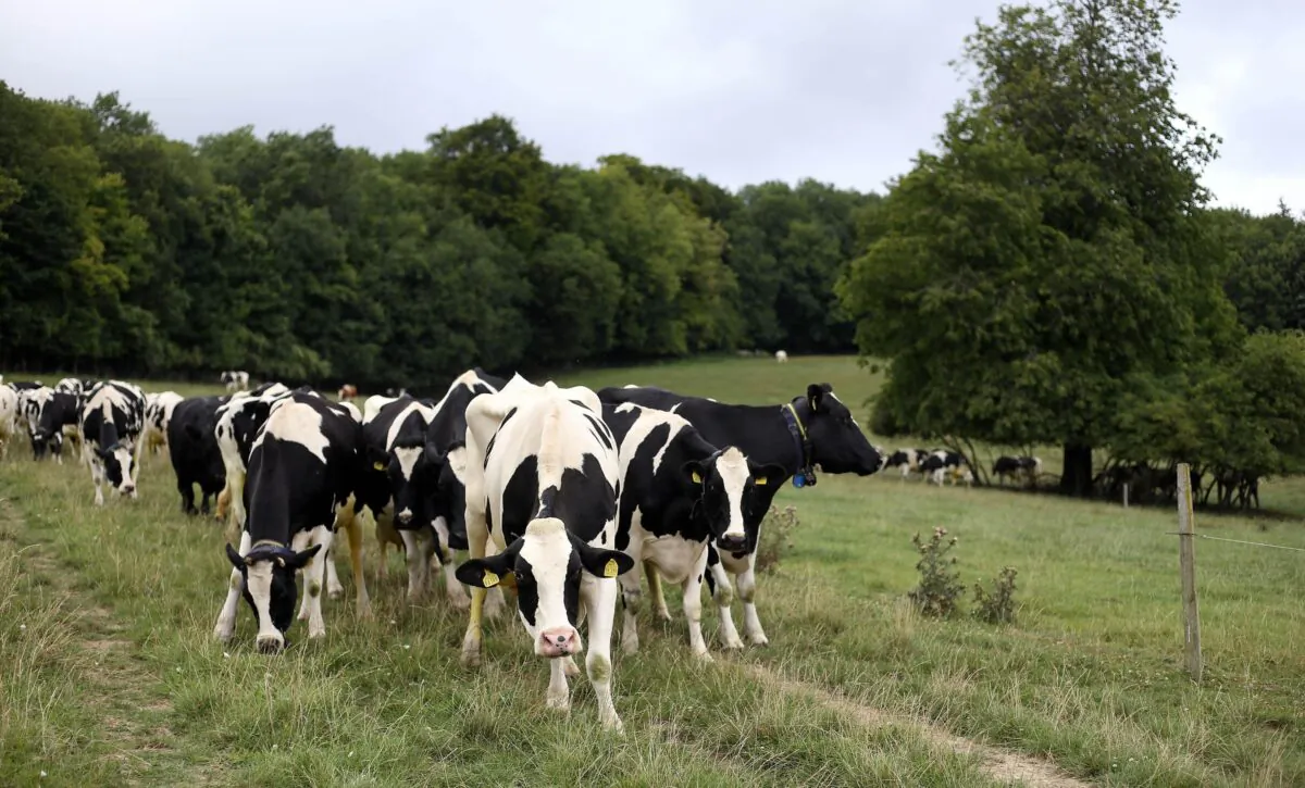 Cows in a field in an undated file photo. (Steve Parsons/PA)