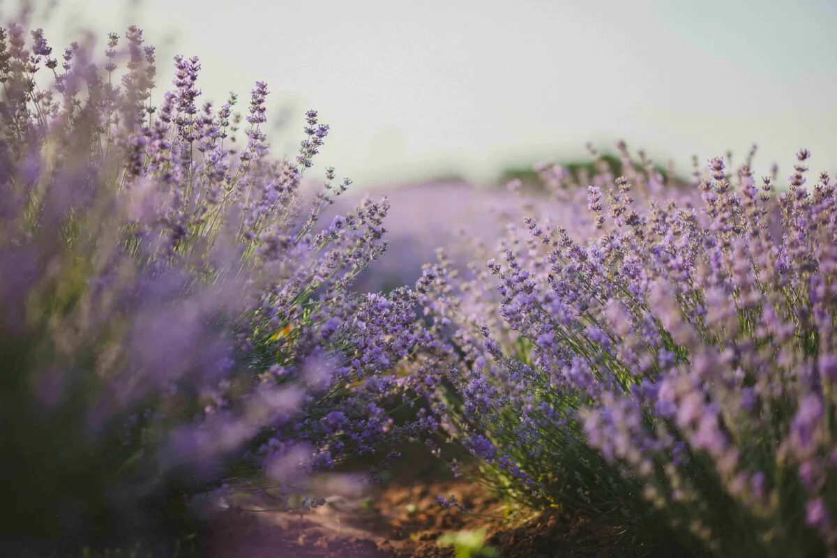 Lilac bushes and shrubbery thrive in the heat. (Natalie/Pexels)