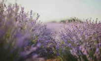 Hearty plants that endure during a drought