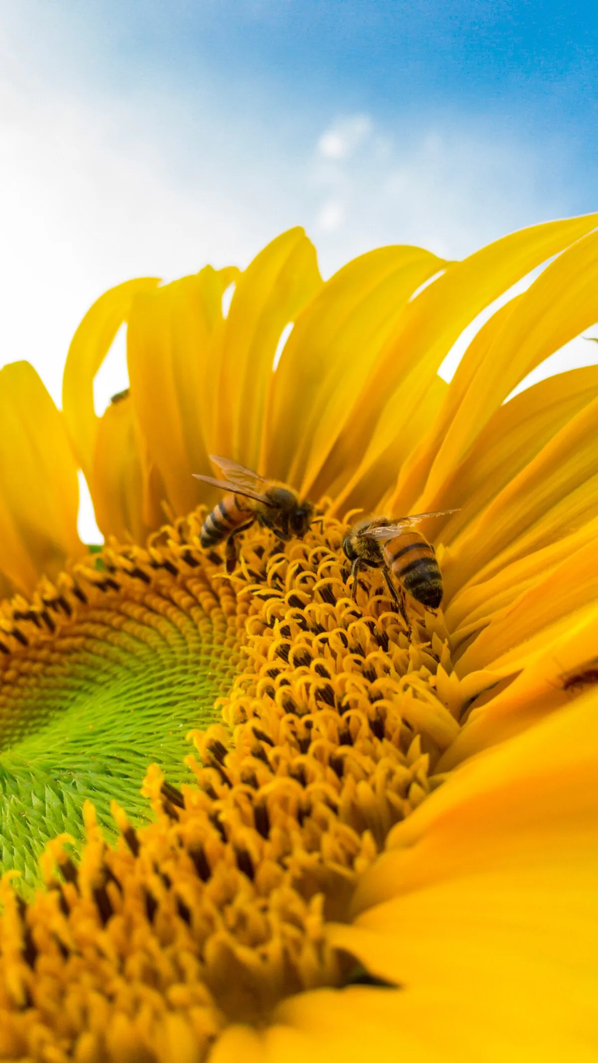 This time of year, honey bees are busy flying within a three-mile radius of their hives to find flowering plants rich in sugary nectar that they can collect and take back to store in combs.  (Caio/Pexels)
