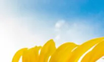 Bee Healthy—Bees Are More Friend Than Foe