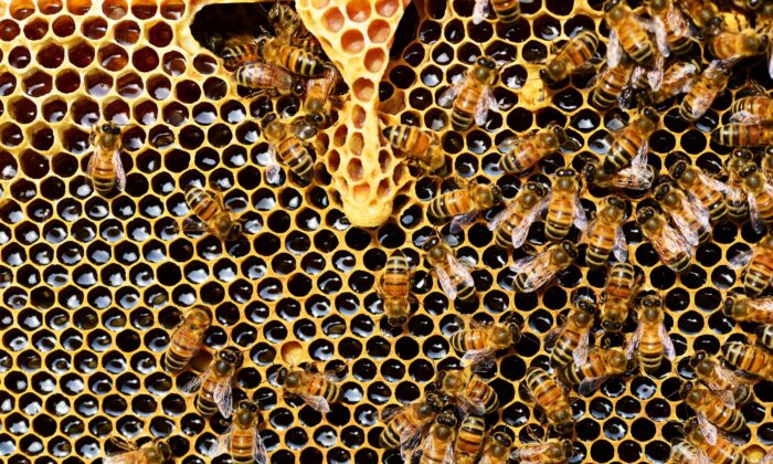 Nectar collected by honey bees is stored inside a hive’s comb, where it “ripens” as honey. (Pixabay)