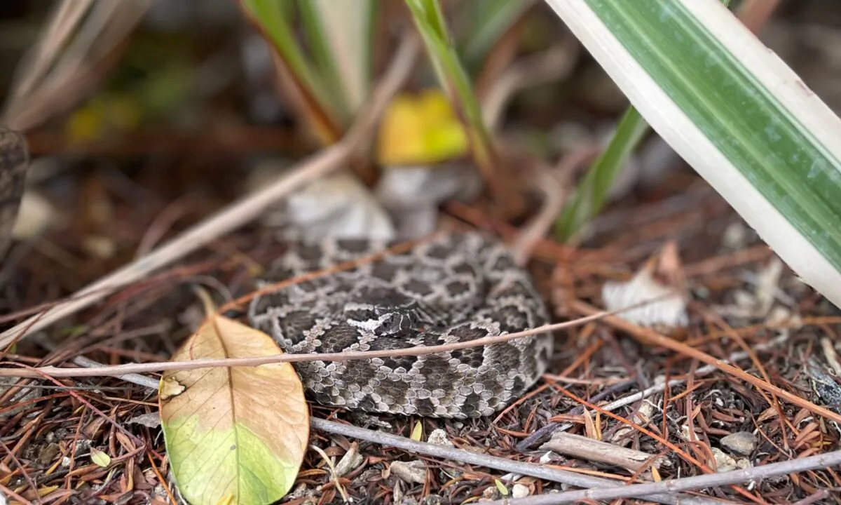Dan Wells said he captured and relocated 47 rattlesnakes in June, 2021. (Courtesy of Dan Wells)