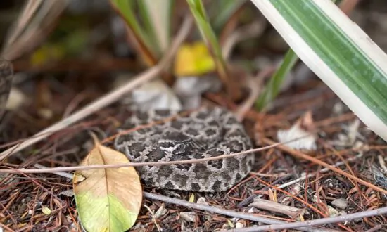 Drought Lures Rattlesnakes Into Residential Areas