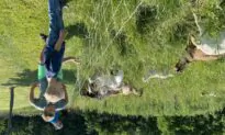 You go, goats: Using goats for lawn grooming