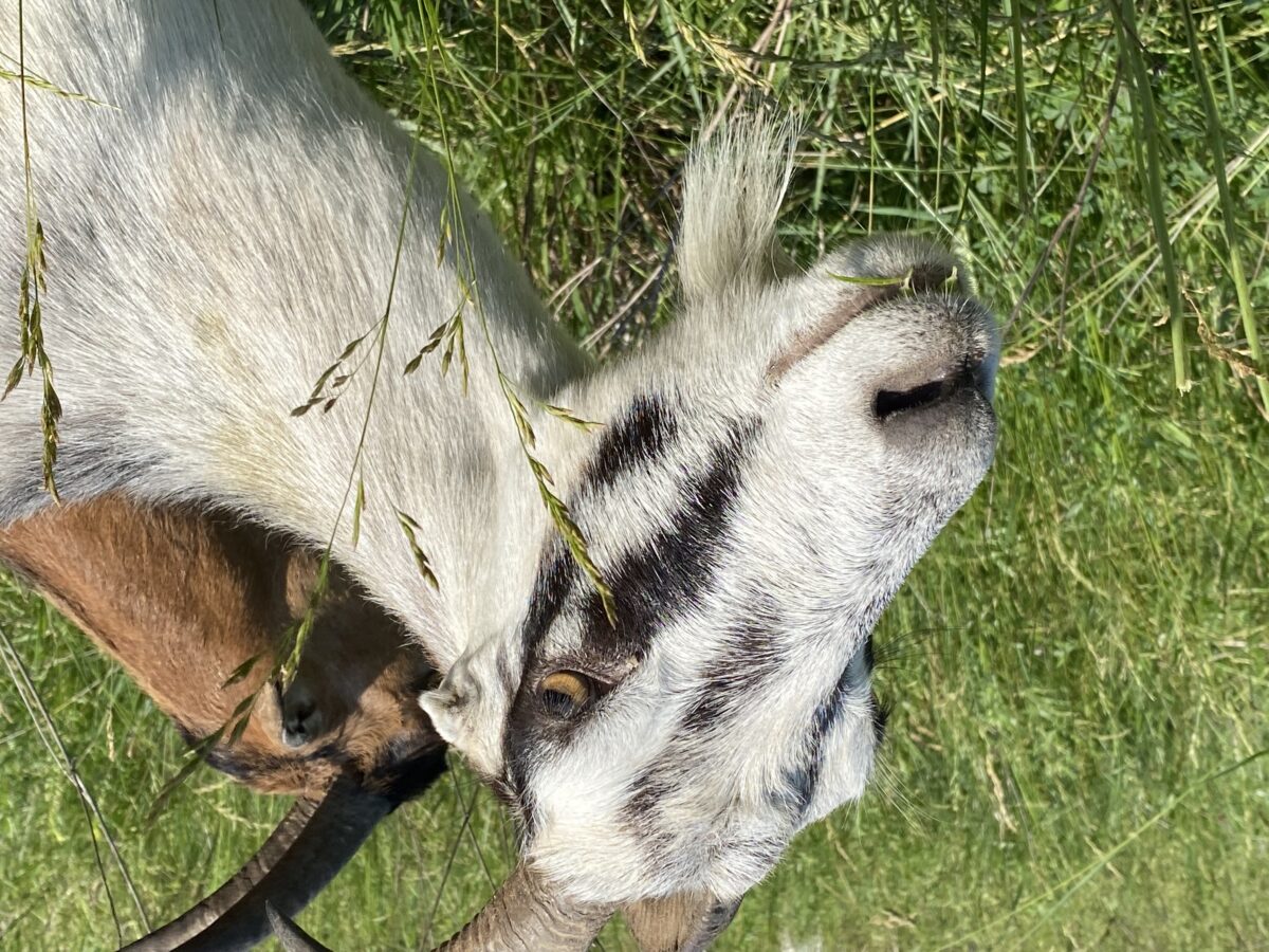 You go, goats: Using goats for lawn grooming