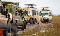 A Majestic Cheetah Appears to Pose for Excited Tourists in Safari Jeeps