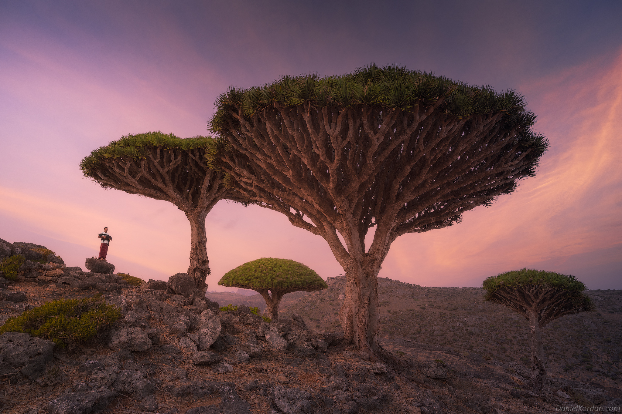 One of the Most Stunning Places on the Planet': Photographer Captures  Surreal Landscapes on Socotra Island