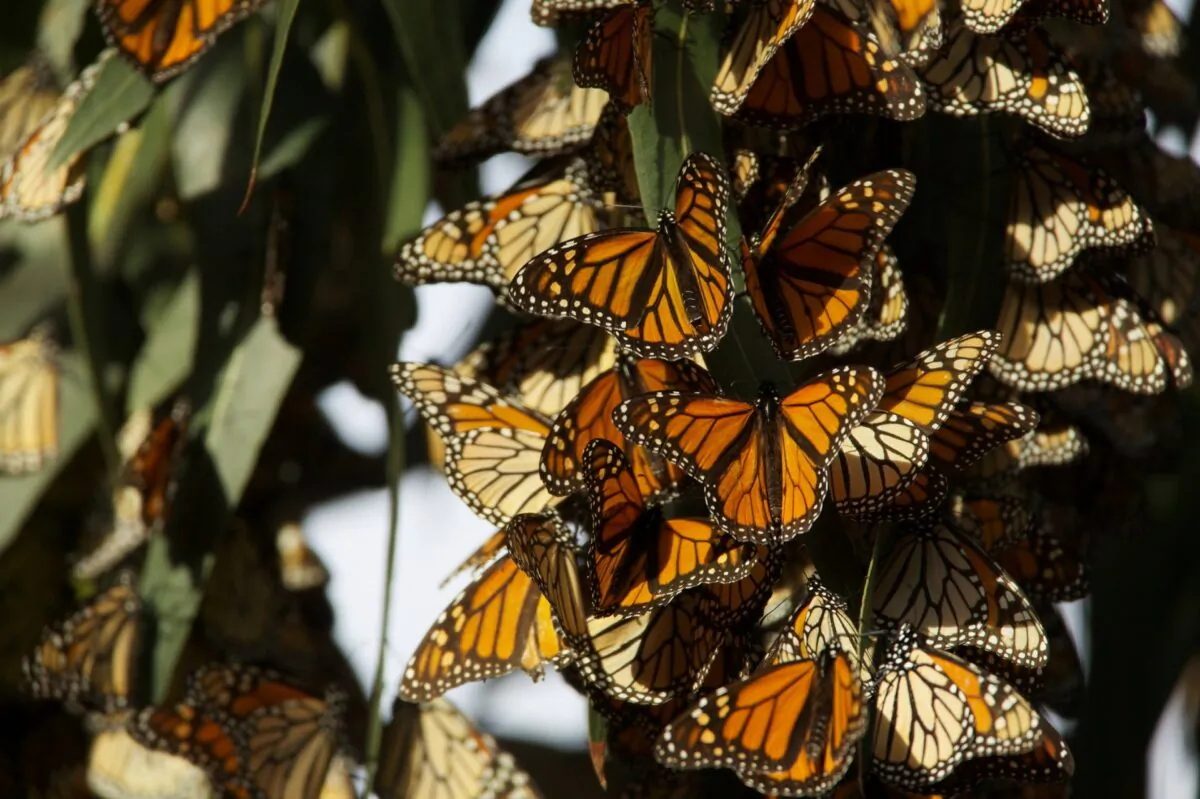 Saving the Monarch Butterfly—Jeff and Roxanne Stelle’s butterfly sanctuary