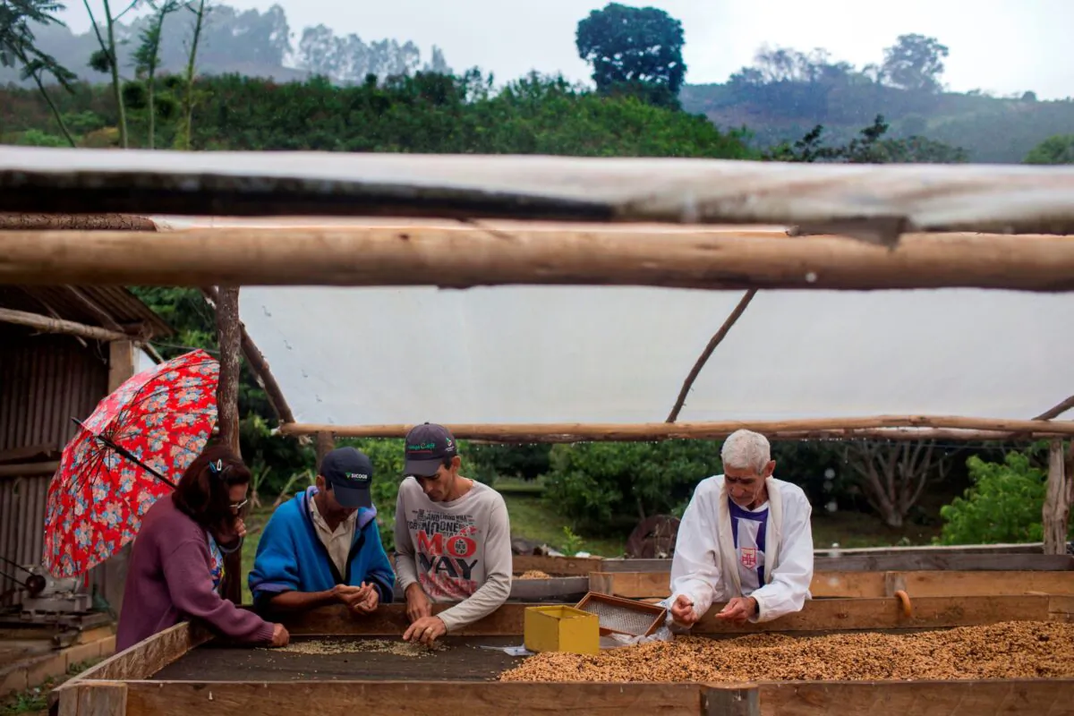 Farmer family members select coffee beans at their farm located in Forquilha do Rio, municipality of Dores do Rio Preto, Espirito Santo, Brazil, on Nov. 23, 2017.(Mauro Pimentel/AFP via Getty Images)