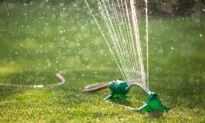 How to Properly Water Your Lawn