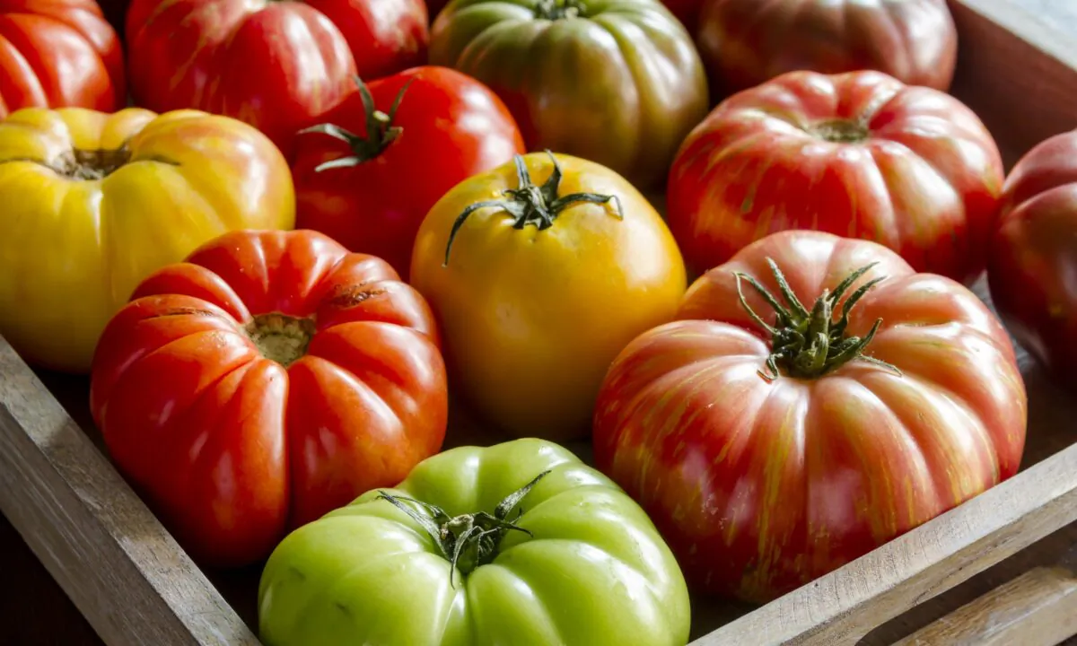Seek out heirloom varieties to experience tomatoes' full spectrum of colors, flavors, and textures. (Teri Virbickis/Shutterstock)