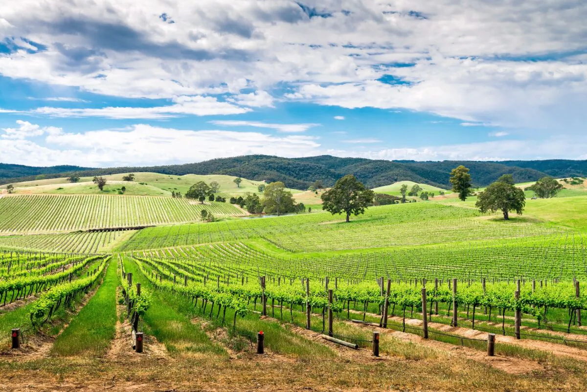 Australia's vineyards typically produce very dry riesling grapes. (myphotobank.com.au/Shutterstock)