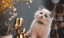 Parasites Commonly Infect Indoor Cats