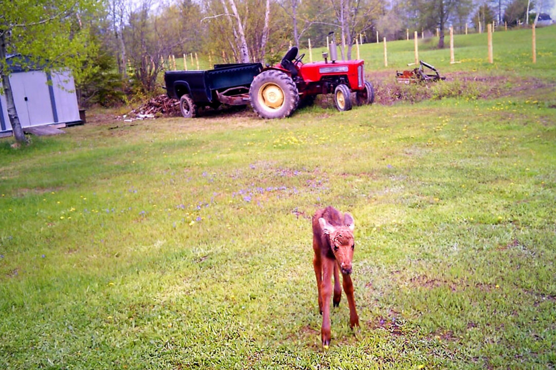 Lost Moose Calf Wanders Into Yard After Mom Spooked by Car; Woman Leads ...