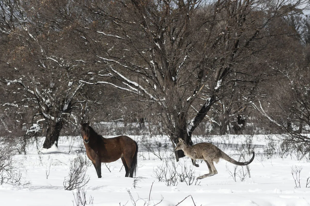 A Brumby and an Eastern Grey Kangaroo are seen in the Yarrangobilly area of the Kosciuszko National Park on August 24, 2020 in Kosciuszko National Park, Australia. (Brook Mitchell/Getty Images)