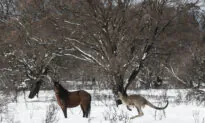 Spate of Mysterious Horse Deaths Sparks Investigation in Southern Australian State