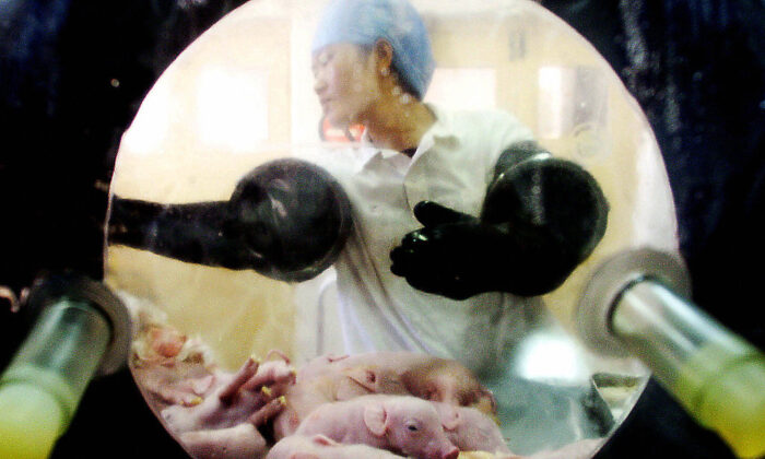 A Chinese veterinarian checks the newly-born piglets, which were removed from the womb of an experimental pig fed only with a special diet, free from any pesticides or viruses, at a laboratory in Beijing on Oct. 20, 2003. (AFP via Getty Images)